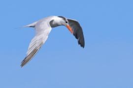 Rybitwa królewska - Thalasseus maximus - Royal Tern
