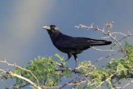 Wrona haitańska - Corvus palmarum - Hispaniolan Palm-Crow