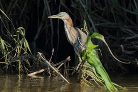 Czapla zielona - Butorides virescens - Green Heron