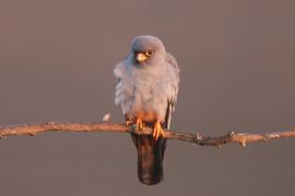 Kobczyk zwyczajny - Falco vespertinus - Red-footed Falcon