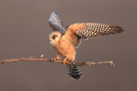 Kobczyk zwyczajny - Falco vespertinus - Red-footed Falcon