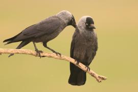 Kawka - Corvus monedula - Eurasian Jackdaw