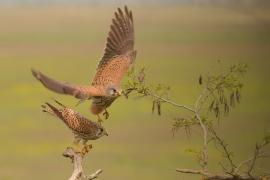 Pustułka zwyczajna - Falco tinnunculus - Common Kestrel