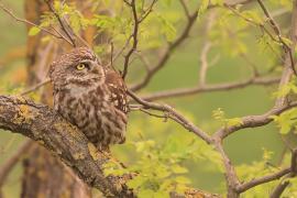 Pójdźka - Athene noctua - Little Owl
