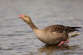 Gęgawa - Anser anser - Greylag Goose