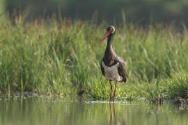 Bocian czarny - Ciconia nigra - Black Stork