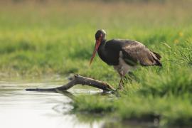Bocian czarny - Ciconia nigra - Black Stork