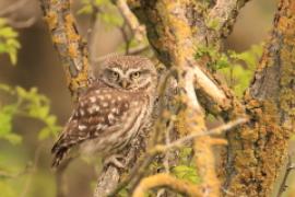 Pójdźka - Athene noctua - Little Owl