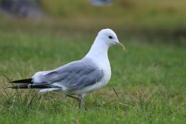 Mewa siwa - Larus canus - Mew Gull