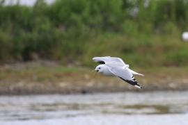 Mewa siwa - Larus canus - Mew Gull