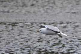 Mewa siwa - Larus canus - Mew Gull