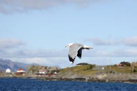 Mewa siwa - Larus canus - Mew Gull