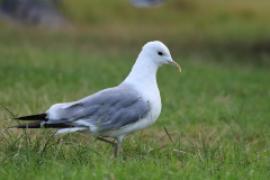 Mewa siwa - Larus canus - Mew Gull