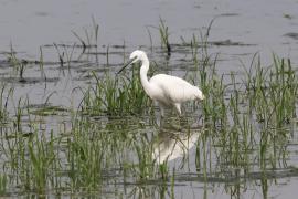 Czapla nadobna - Egretta garzetta - Little Egret