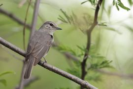 Muchołówka popielata - Muscicapa caerulescens - Ashy Flycatcher