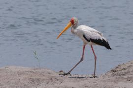 Dławigad afrykański - Mycteria ibis - Yellow-billed Stork