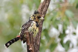 Brodal czubaty - Trachyphonus vaillantii - Crested Barbet
