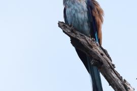 Kraska flagosterna - Coracias spatulatus - Racket-tailed Roller