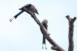 Kraska flagosterna - Coracias spatulatus - Racket-tailed Roller