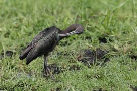 Ibis kasztanowaty - Plegadis falcinellus - Glossy Ibis