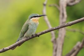 Żołna modrolica - Merops persicus - Blue-cheeked Bee-eater