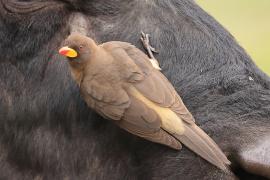 Bąkojad żółtodzioby - Buphagus africanus - Yellow-billed Oxpecker