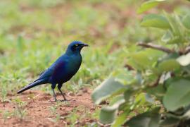 Błyszczak stalowy - Lamprotornis chalybaeus - Greater Blue-eared Starling