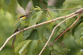 Żołna widłosterna - Merops hirundineus - Swallow-tailed Bee-eater