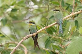 Żołna widłosterna - Merops hirundineus - Swallow-tailed Bee-eater