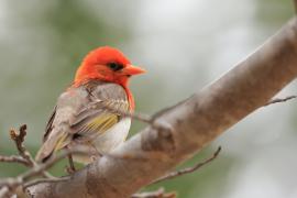 Wikłacz czerwonogłowy - Anaplectes rubriceps - Red-headed Weaver