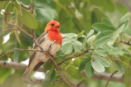 Wikłacz czerwonogłowy - Anaplectes rubriceps - Red-headed Weaver