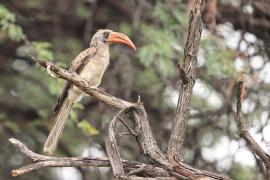 Toko ciemny - Lophoceros bradfieldi - Bradfield's hornbill