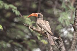 Toko ciemny - Lophoceros bradfieldi - Bradfield's hornbill