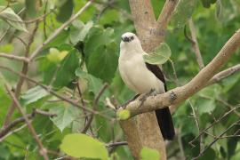 Tymal dwubarwny - Turdoides bicolor - Southern Pied Babble