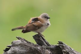 Wróbel blady - Passer diffusus - Southern Grey-headed Sparrow