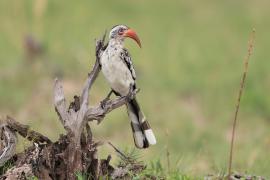 Toko buszmeński - Tockus rufirostris - Southern red-billed hornbill