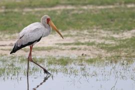 Dławigad afrykański - Mycteria ibis - Yellow-billed Stork