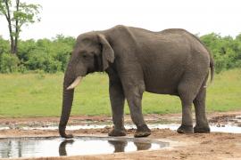 Słoń w Savuti
