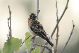 Wdówka królewska - Vidua regia - Shaft-tailed Whydah