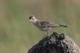 Skowroniec sawannowy - Mirafra africana - Rufous-naped Lark