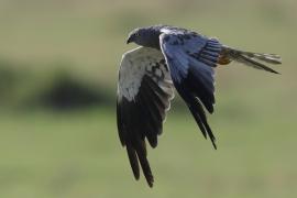 Błotniak łąkowy - Circus pygargus - Montagu's Harrier