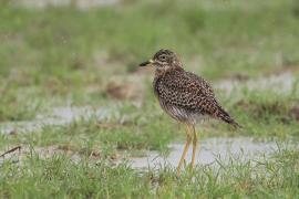 Kulon plamisty - Burhinus capensis - Spotted Thick-knee