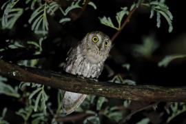 Syczek afrykański - Otus senegalensis - African Scops Owl