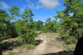 Droga z Savuti do Moremi- drzewa mopane