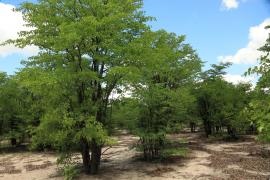Droga z Savuti do Moremi - drzewa mopane