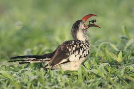 Toko buszmeński - Tockus rufirostris - Southern red-billed hornbill