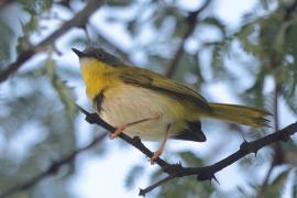 Nikornik żółtopierśny - Apalis flavida - Yellow-breasted Apalis