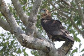 Kuglarz - Terathopius ecaudatus - Bateleur