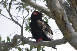 Kuglarz - Terathopius ecaudatus - Bateleur