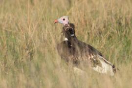 Sęp białogłowy - Trigonoceps occipitalis - White-headed Vulture